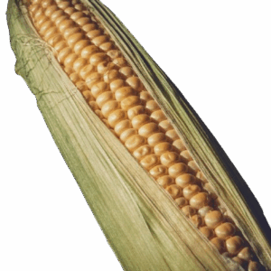 Corn