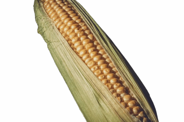 Corn