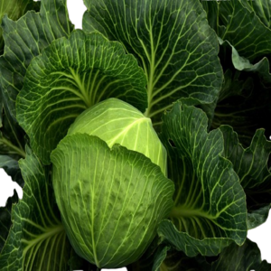Cabbage