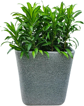 Plants Name 01