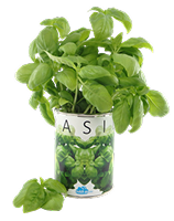 Plants Name 04